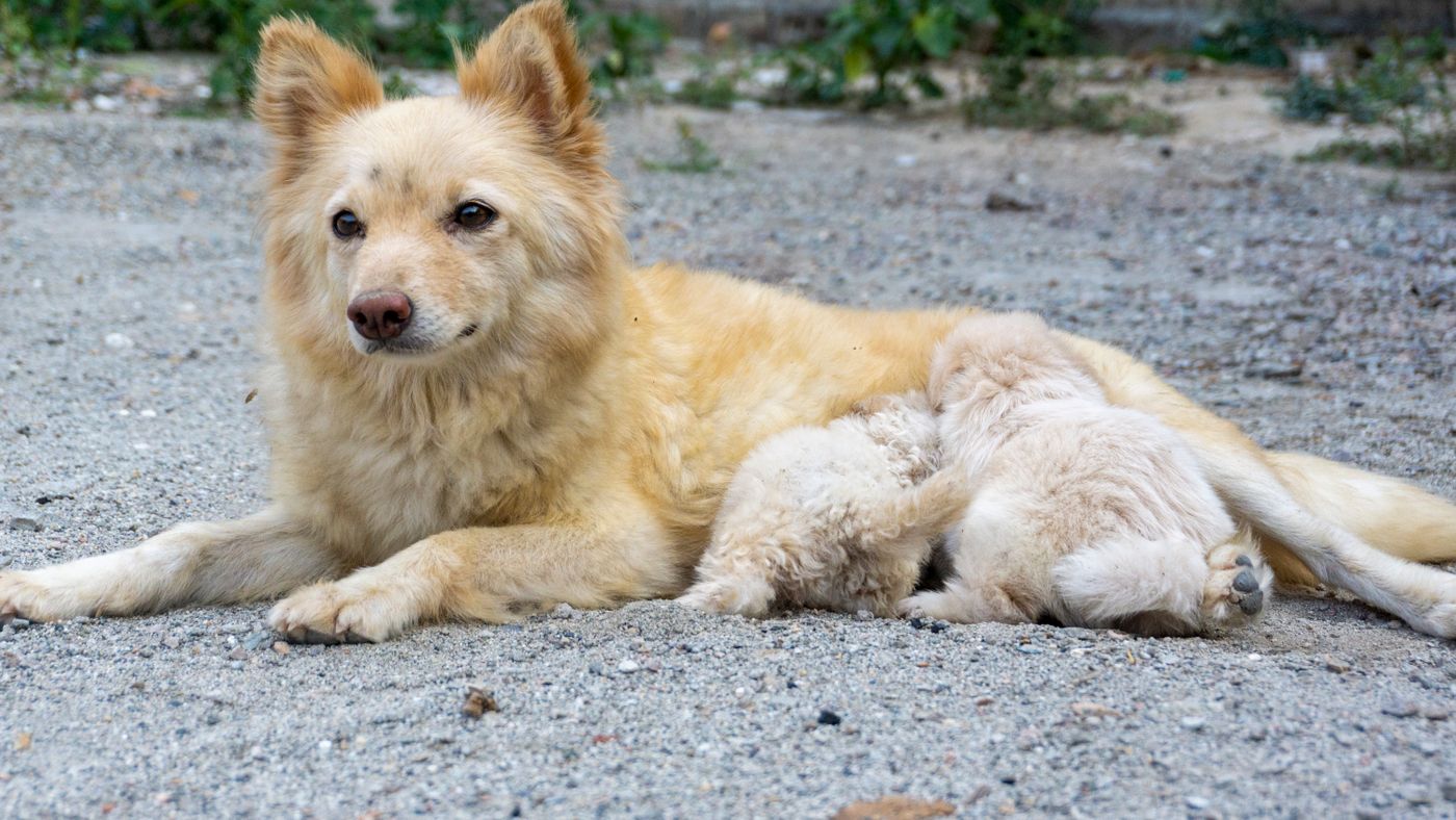 Feeding Your Dog by Age: Puppy, Adult, Senior, and Pregnant