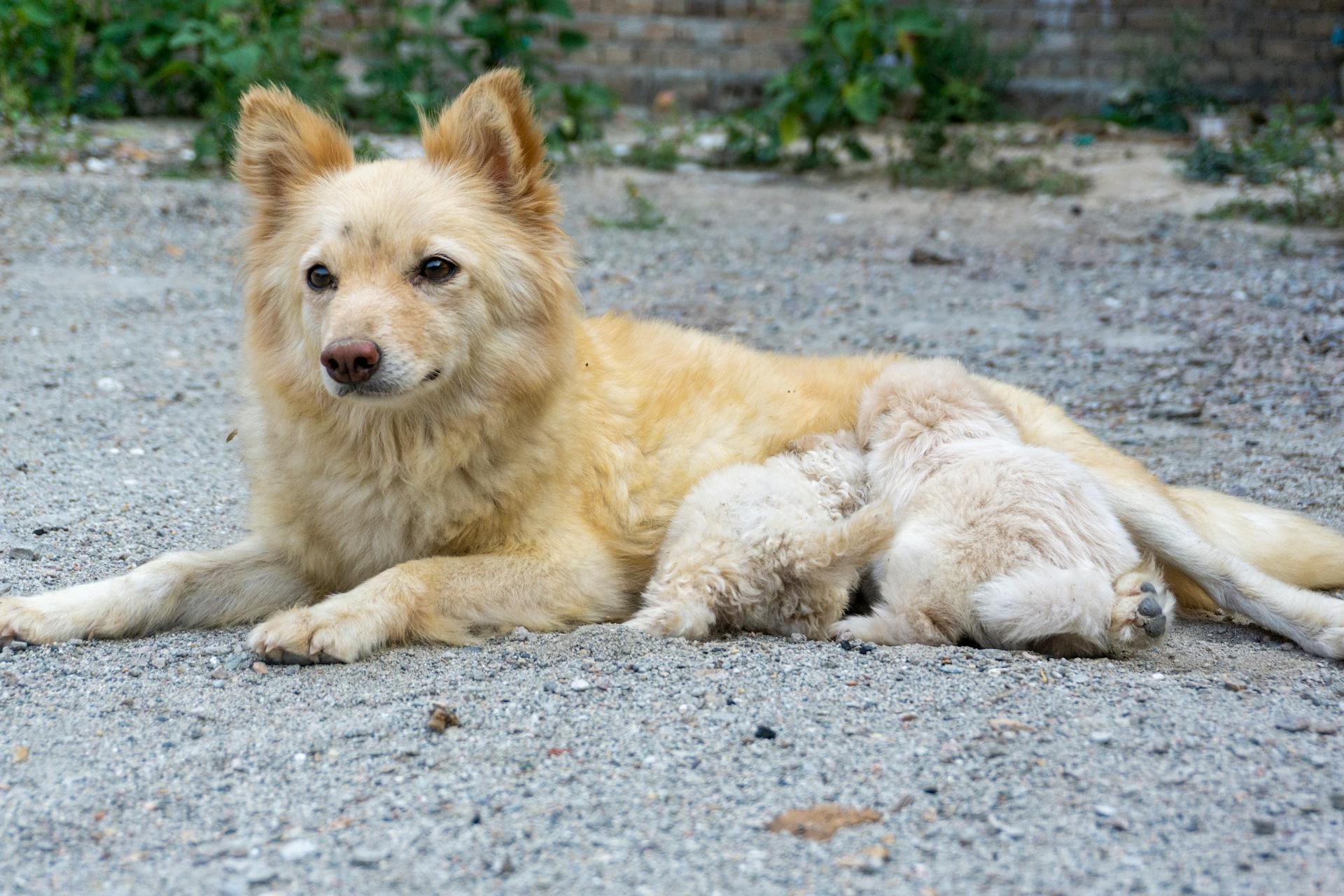 Dog Lying Down with Puppies