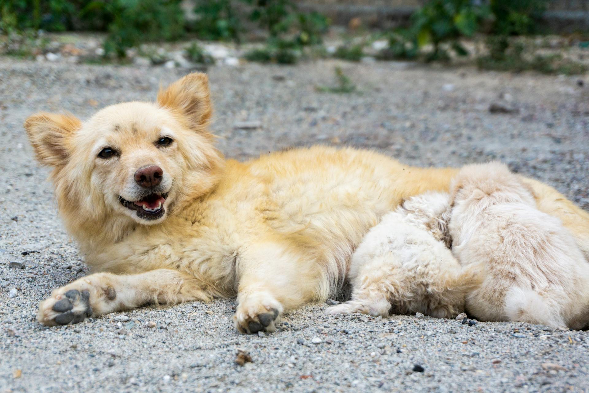 Un chien couché avec des chiots