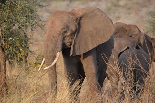 Foto d'estoc gratuïta de animal, camp, elefants