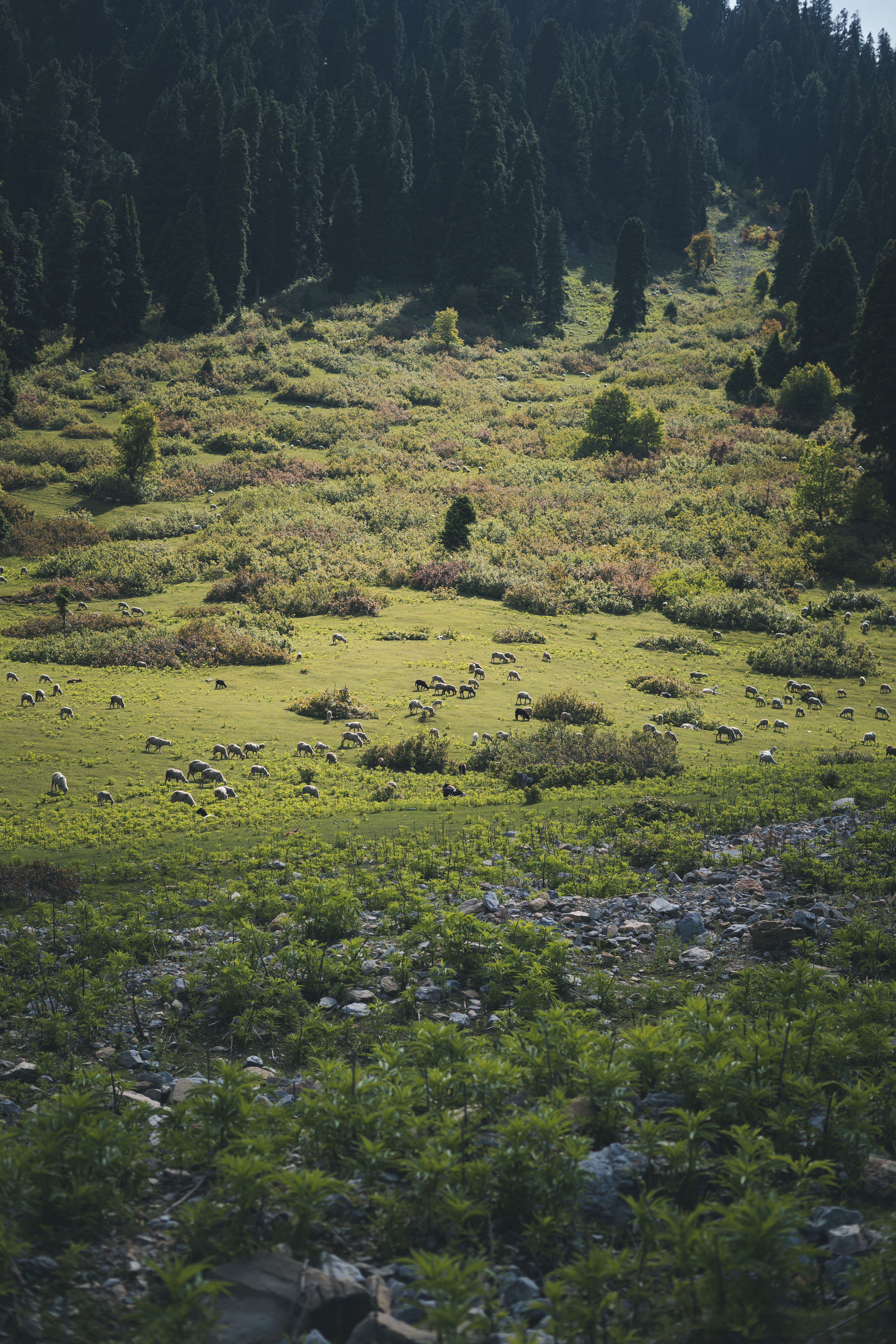 Stunning landscape of a lush green pasture with sheep in scenic Srinagar.