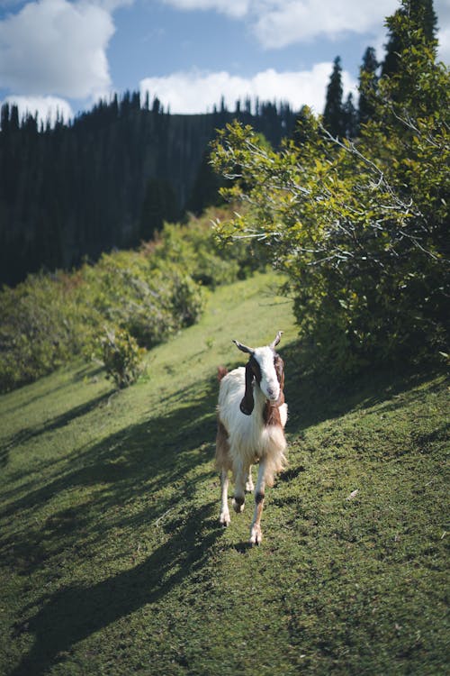 Goat on Hill