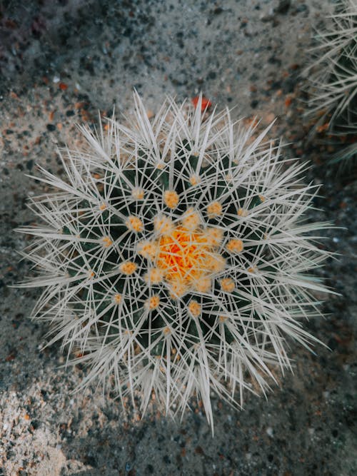 Close-up of a Cactus 