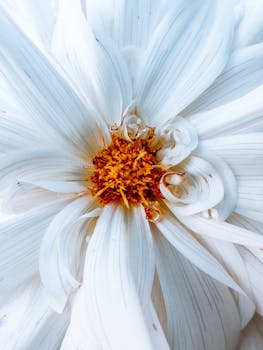 Close-up of a white dahlia flower showcasing detailed petals and vibrant center.