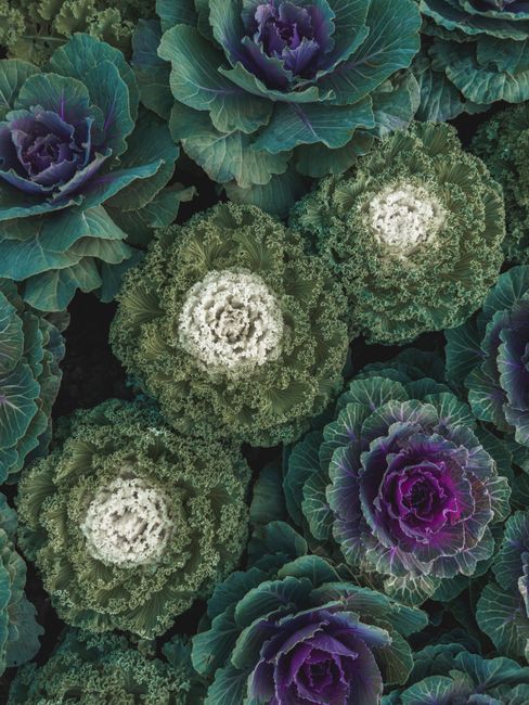 A close-up of colorful ornamental cabbages with intricate, natural patterns in a field.