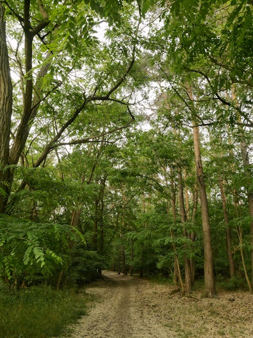 Foto profissional grátis de árvores, aumento, ecológico