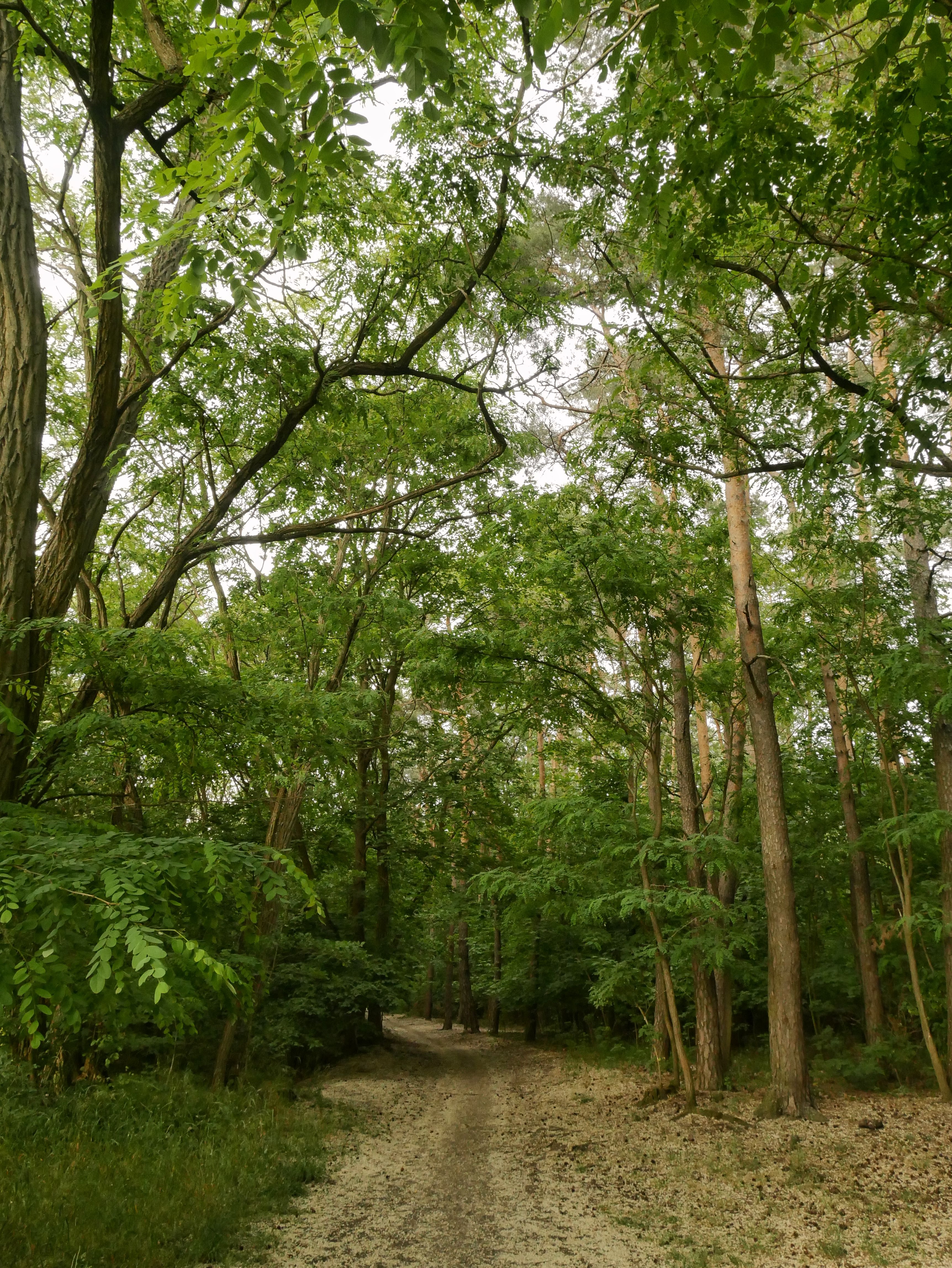 A Pathway in a Green Forest · Free Stock Photo