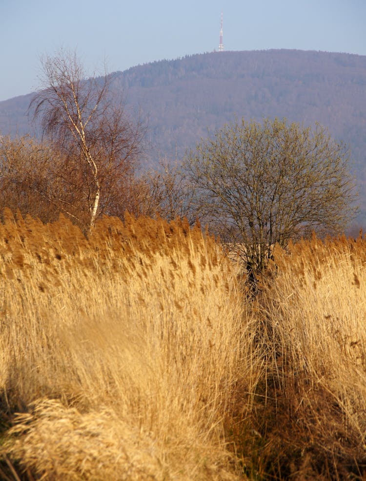 High Grasses And Hill Behind