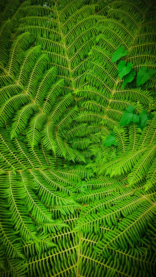 Free stock photo of canopy, center, fern