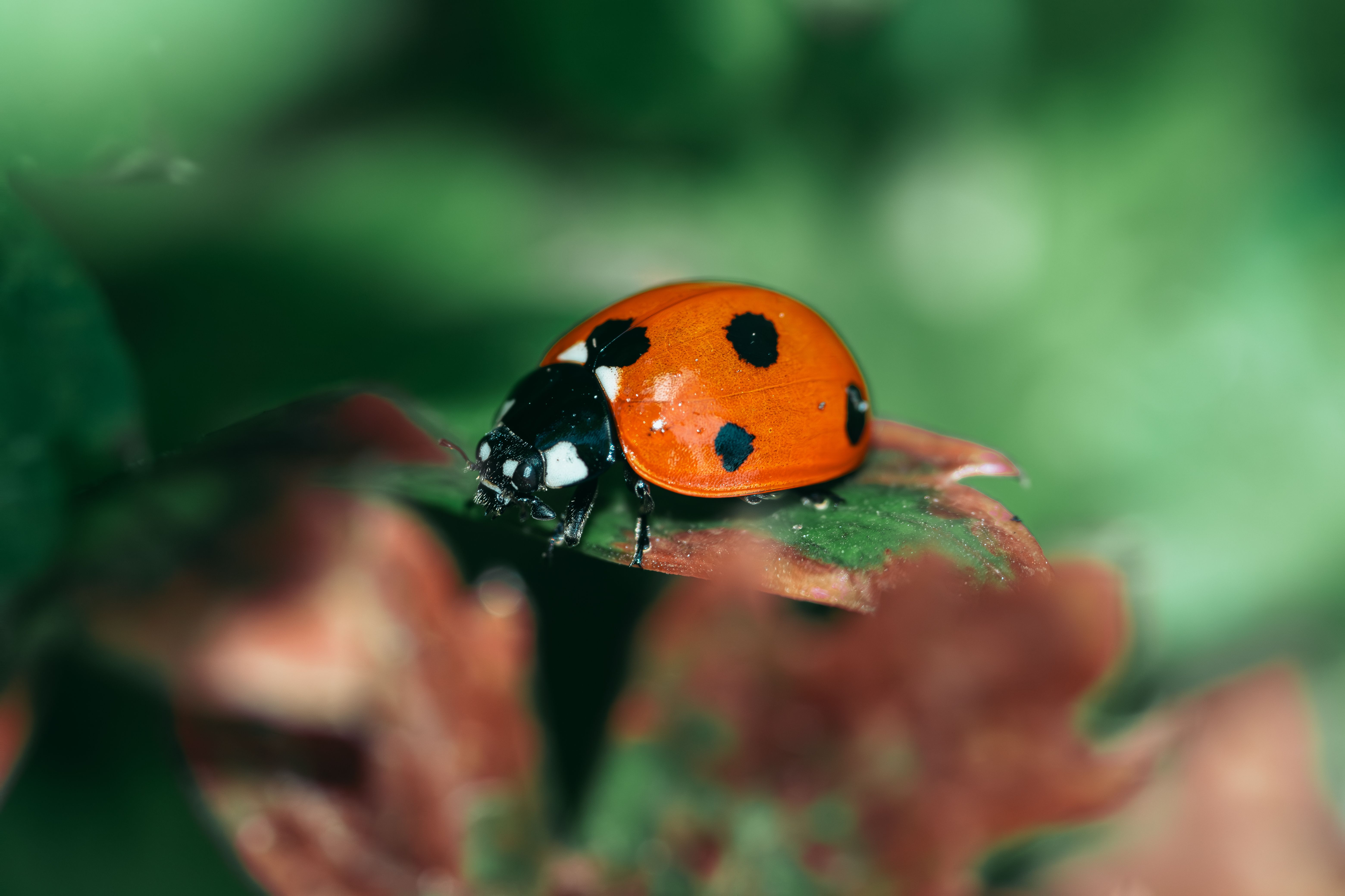 Gratuit Photos gratuites de à pois, agriculture, arrière-plan vert Photos