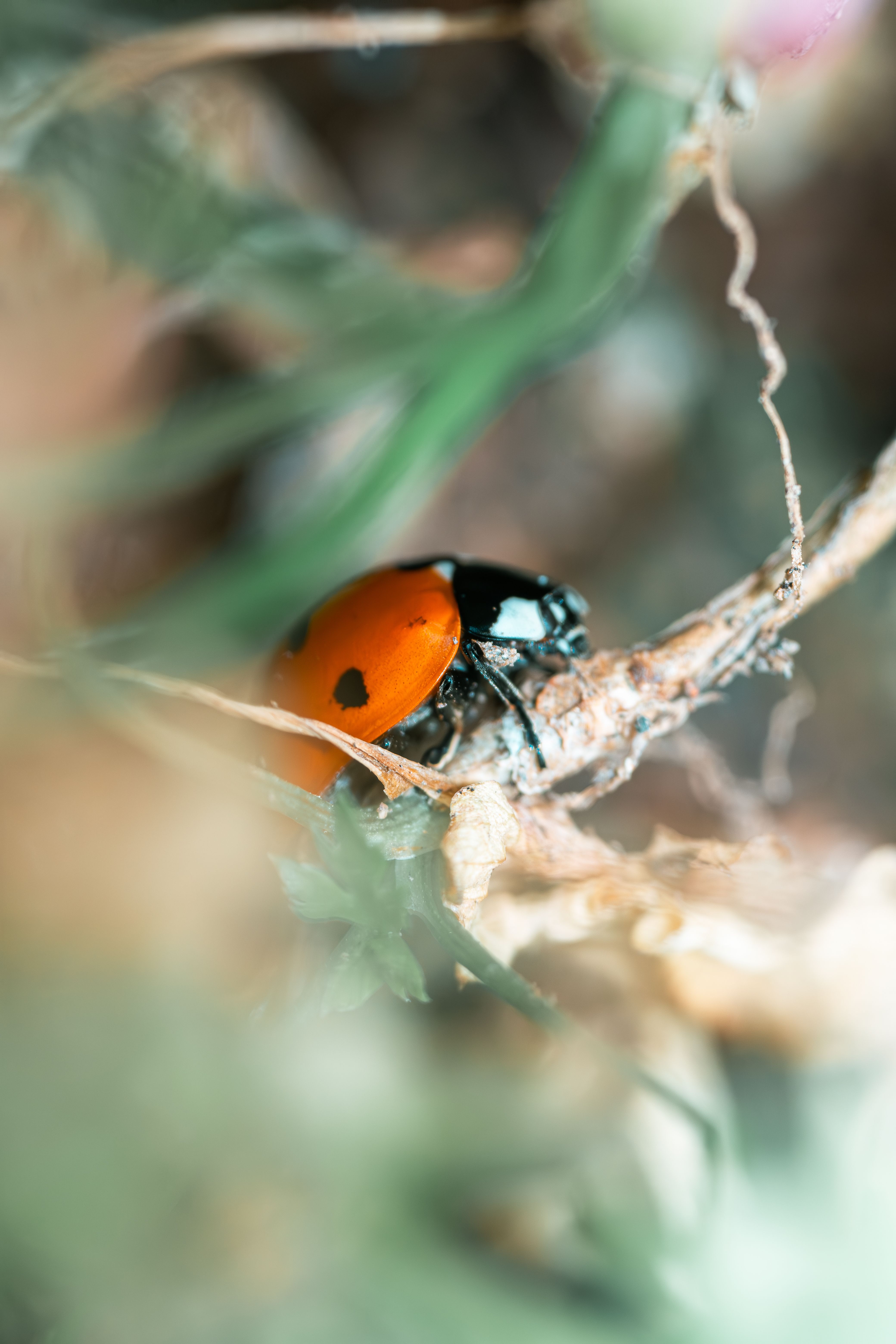 Ladybug on Branch · Free Stock Photo