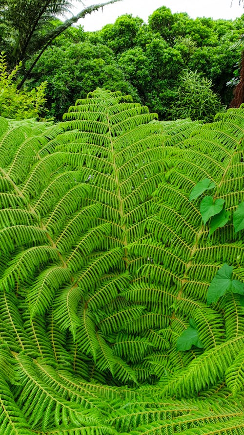 Free stock photo of bush, canopy, fern