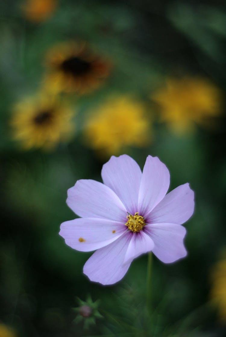 Close Up Of Purple Cosmos Flower