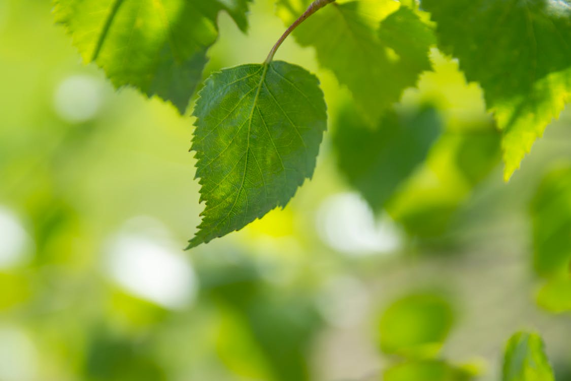 Free Selective Focus Photography of Ovate Leaf Stock Photo