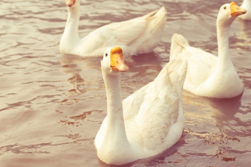White Geese in Water
