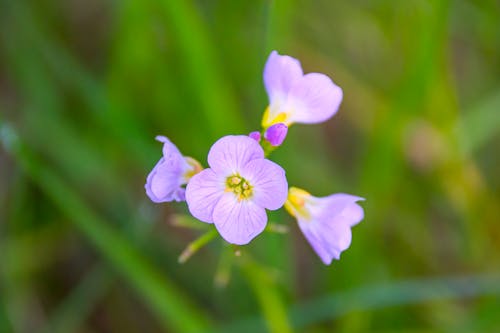 Foto d'estoc gratuïta de a l'aire lliure, brillant, cardamine pratensis