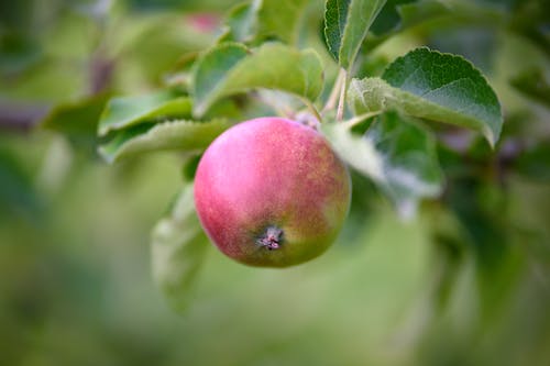 Red and Green Fruit