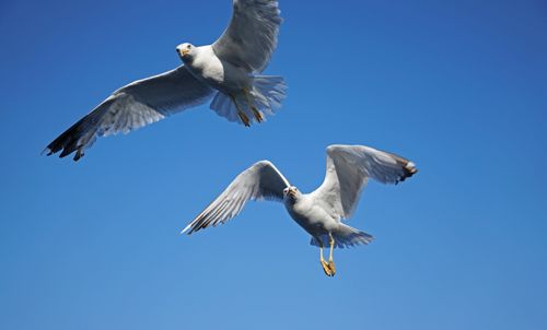 Free Two seagulls gracefully flying against a clear blue sky in Thasos, Greece. Stock Photo
