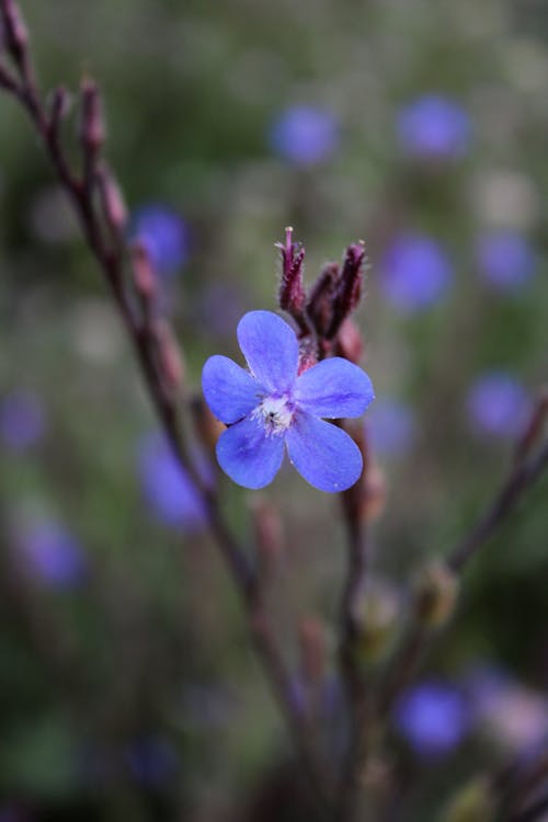 Foto stok gratis alam, biru, bunga