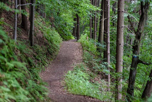 Leere Straße, Umgeben Von Grünen Bäumen