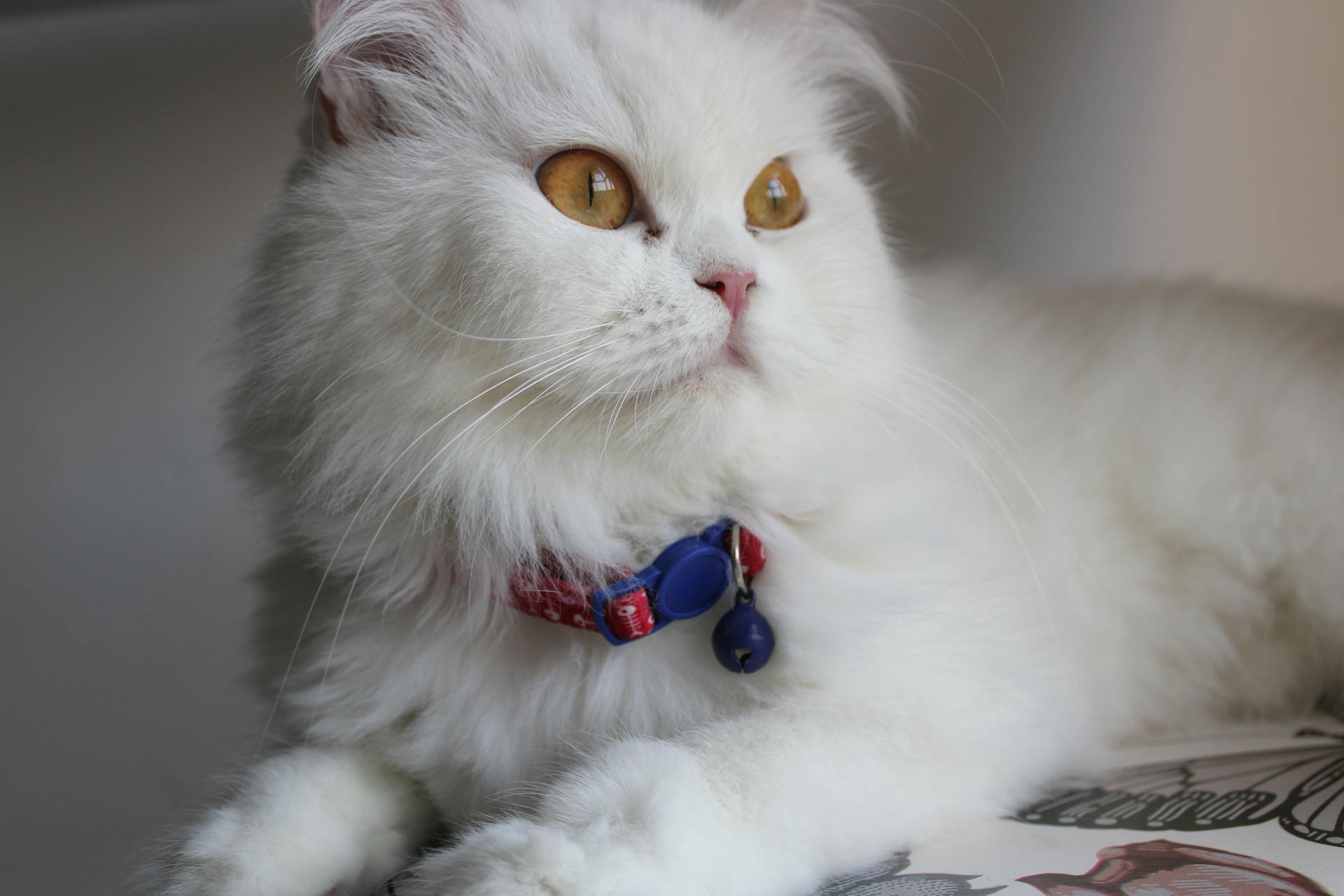 White Cat with Collar