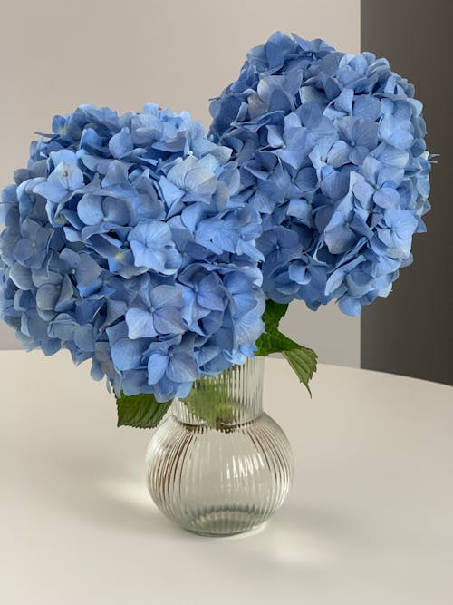 Základová fotografie zdarma na téma květiny, listy, modrá