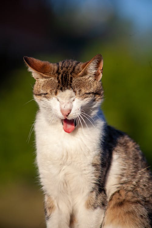 Portrait of Yawning Cat