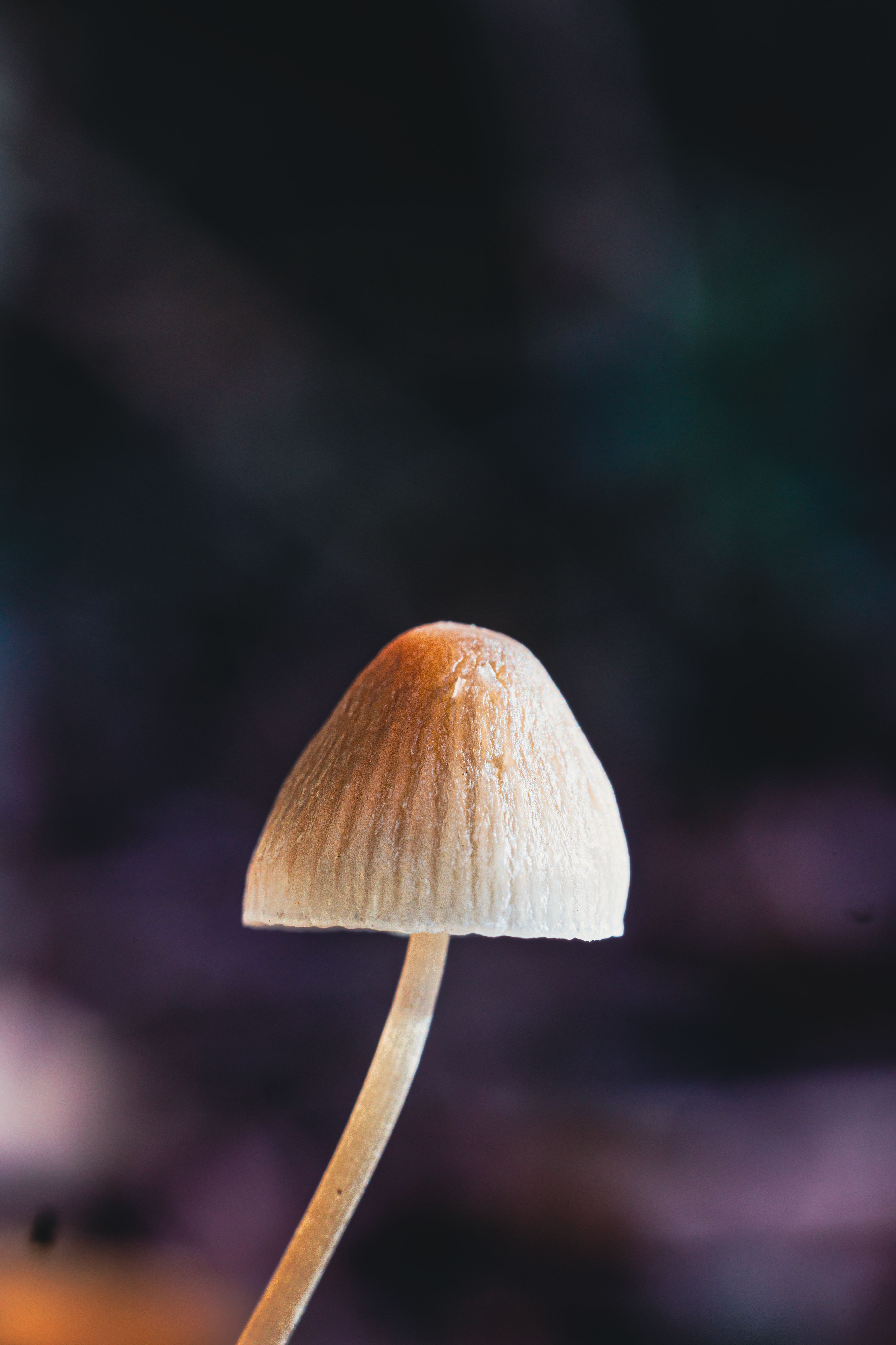 Detailed shot of a Mycena mushroom with a bell-shaped cap in a forest setting.