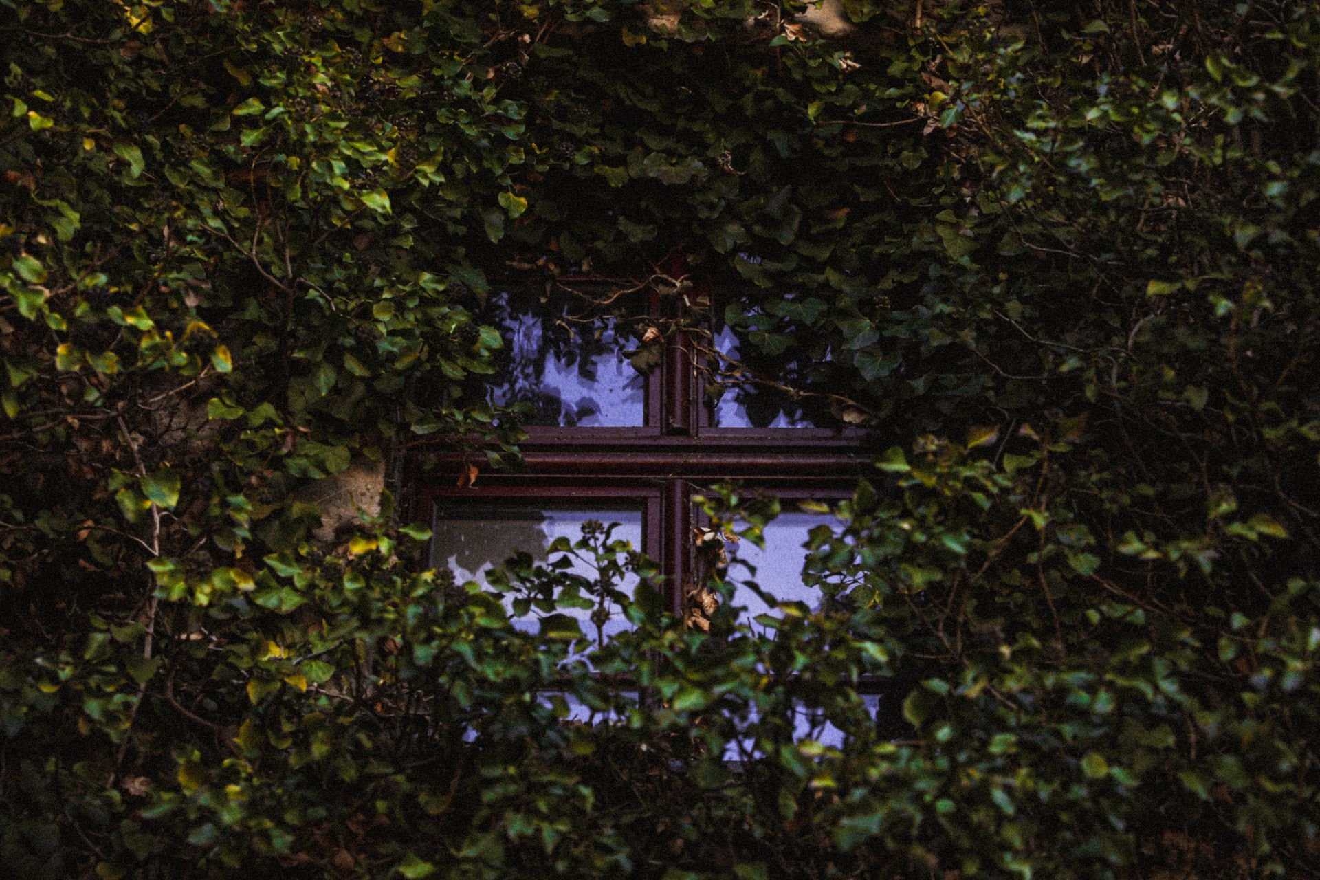 Ivy around Window