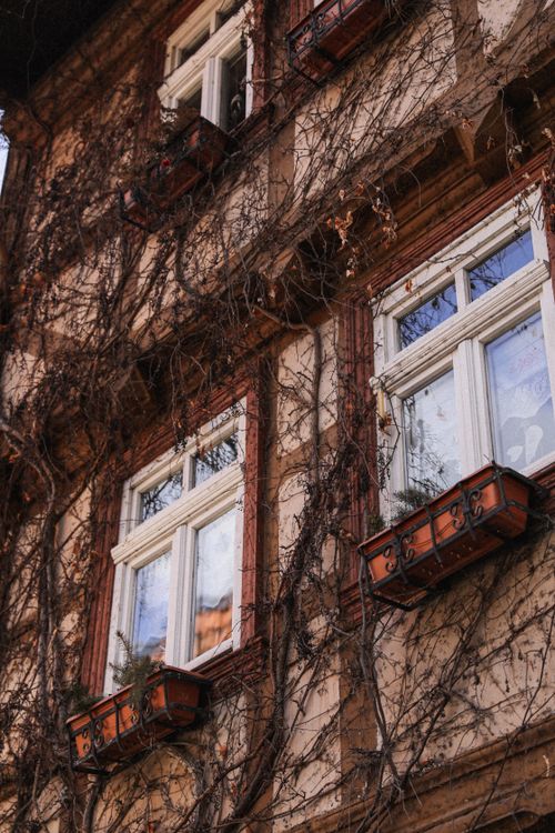 Free Vertical shot of an ivy-covered building facade with windows and plant pots, creating an urban charm. Stock Photo