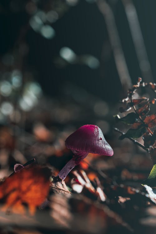 Бесплатное стоковое фото с вертикальный выстрел, гриб, грибы