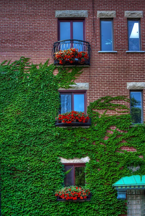 Free stock photo of building, exposed bricks, flowers