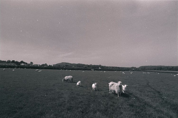 Sheep On Pasture In Black And White