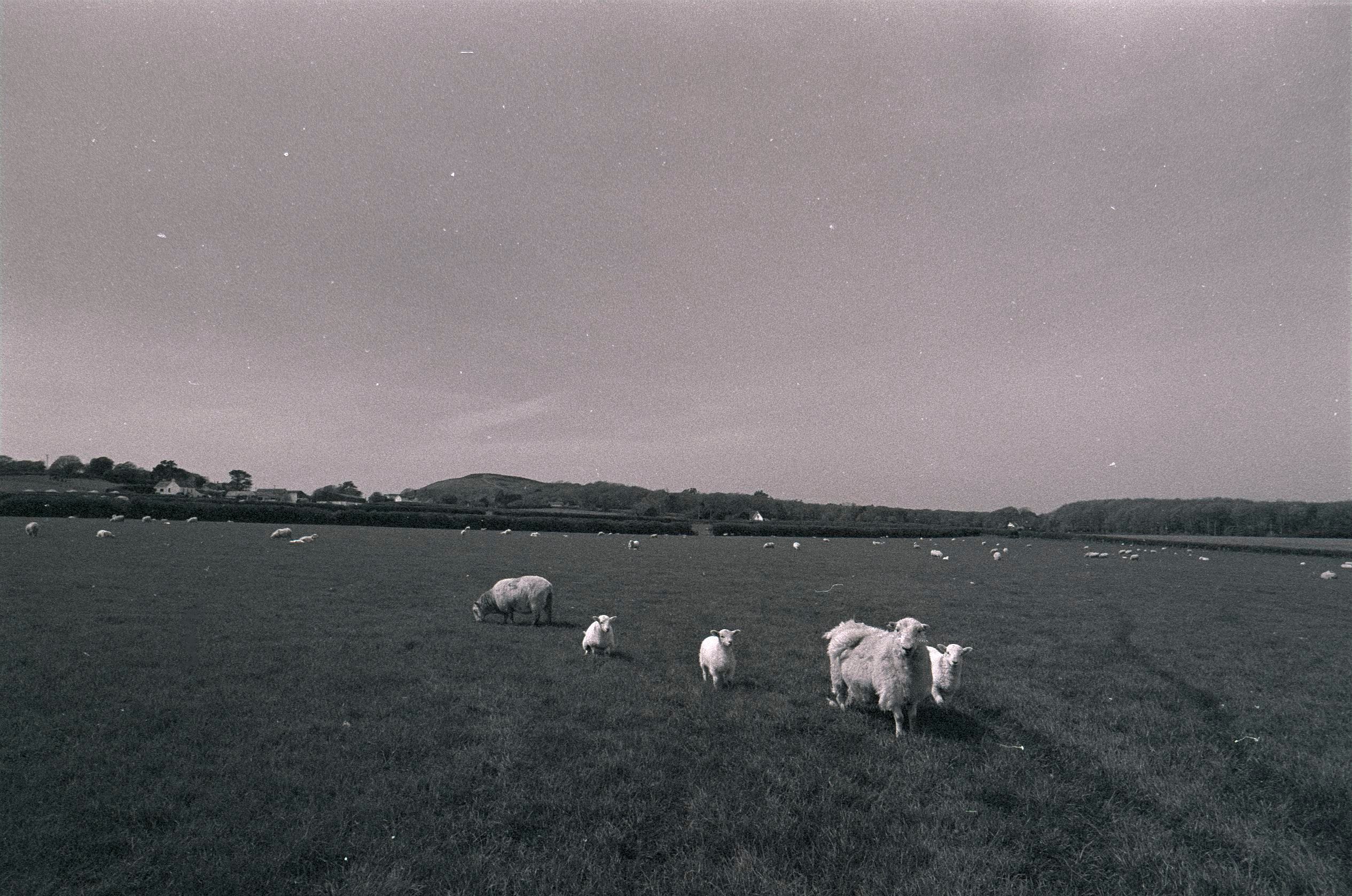 Sheep Nose Photos, Download The BEST Free Sheep Nose Stock Photos & HD ...