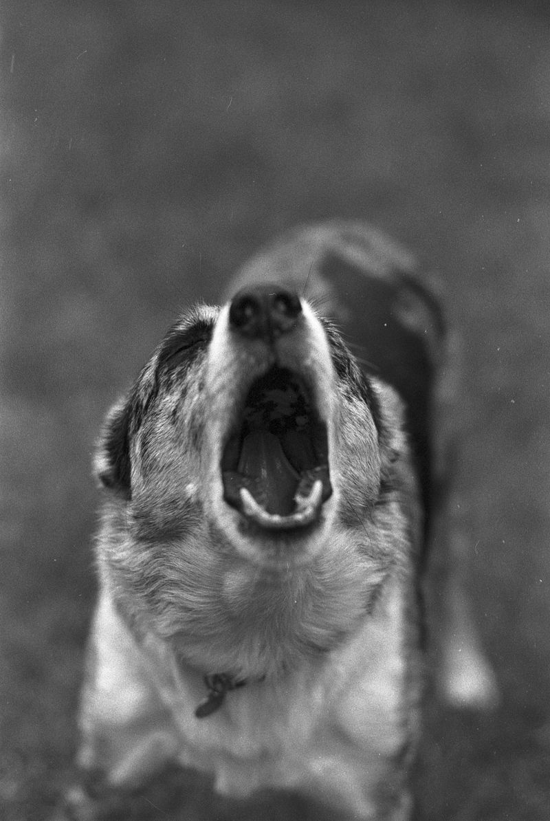 Ağzı açık, öfkeyle havlayan bir köpek portresi