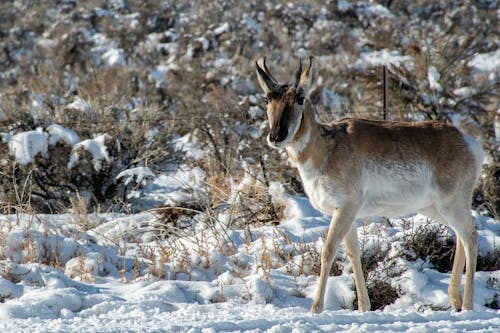 Photo of Brown and White Deer Walking in Snow