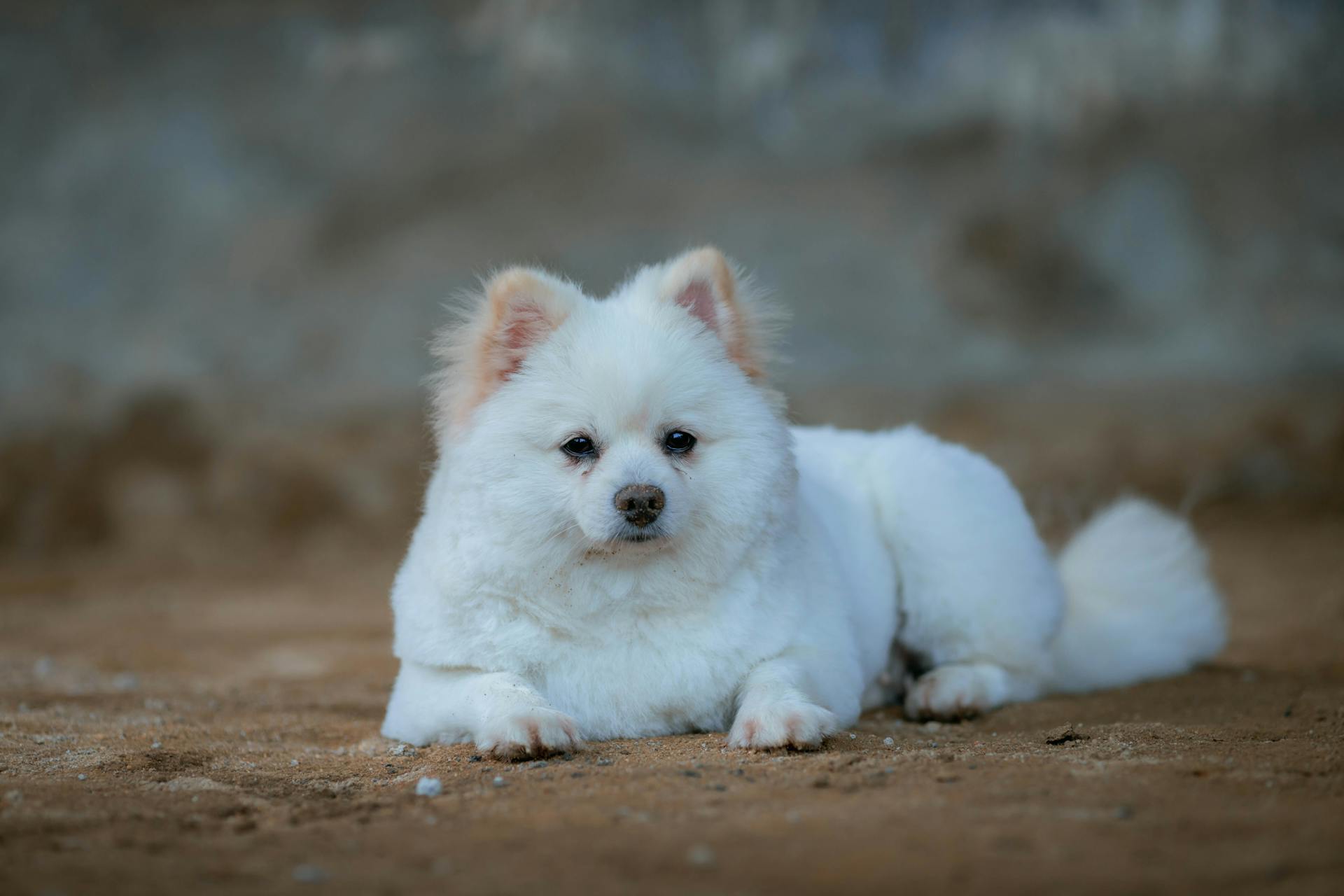 Chien de Poméranie blanc