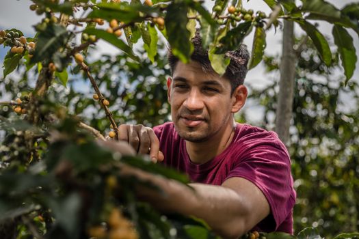 Man Picking Up Fruit in Orchard