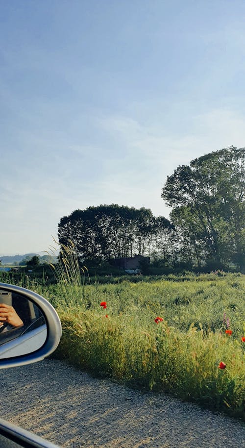 Gratis stockfoto met donkergroen, donkergroene planten, op weg