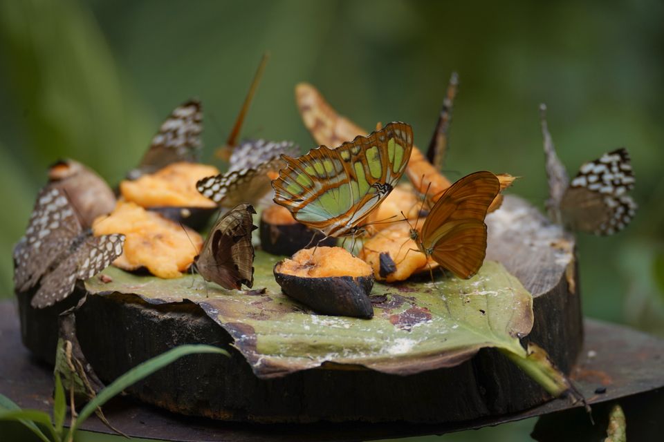 Fauna en El Níspero