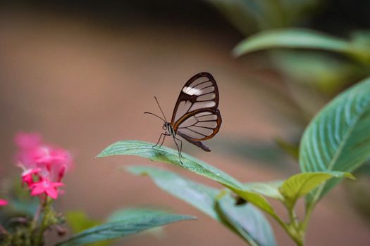 A vibrant glasswing butterfly perched on a lush green leaf with pink flowers, captured in Cali, Colombia.
