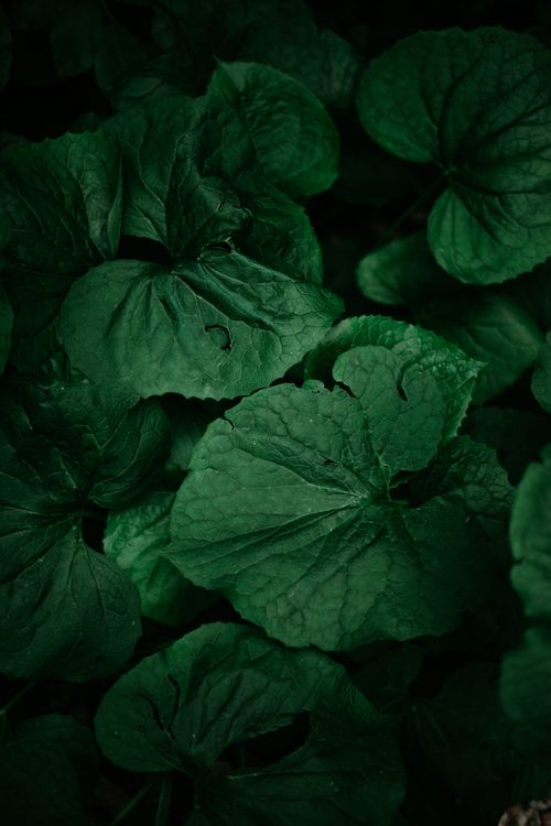 Free A dense collection of dark green leaves in a natural setting, showcasing lush foliage. Stock Photo