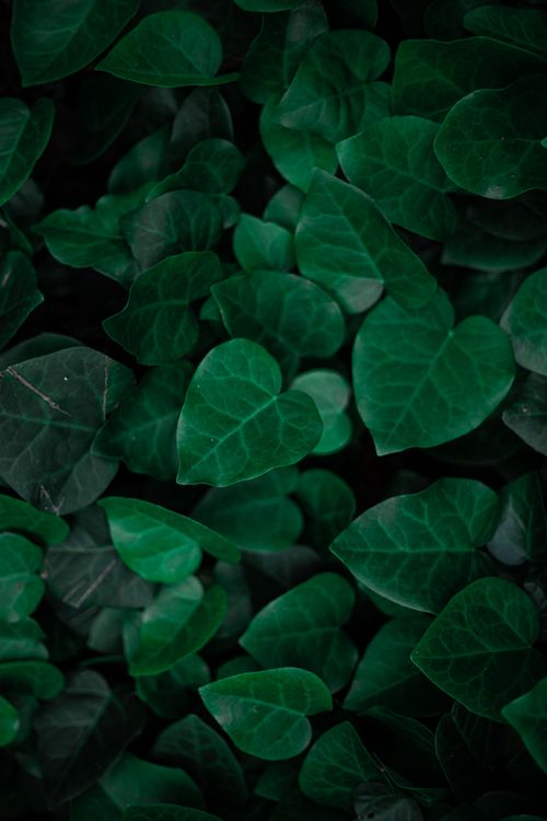 Free Dense cluster of heart-shaped green leaves captured in a close-up vertical shot, perfect for nature backgrounds. Stock Photo