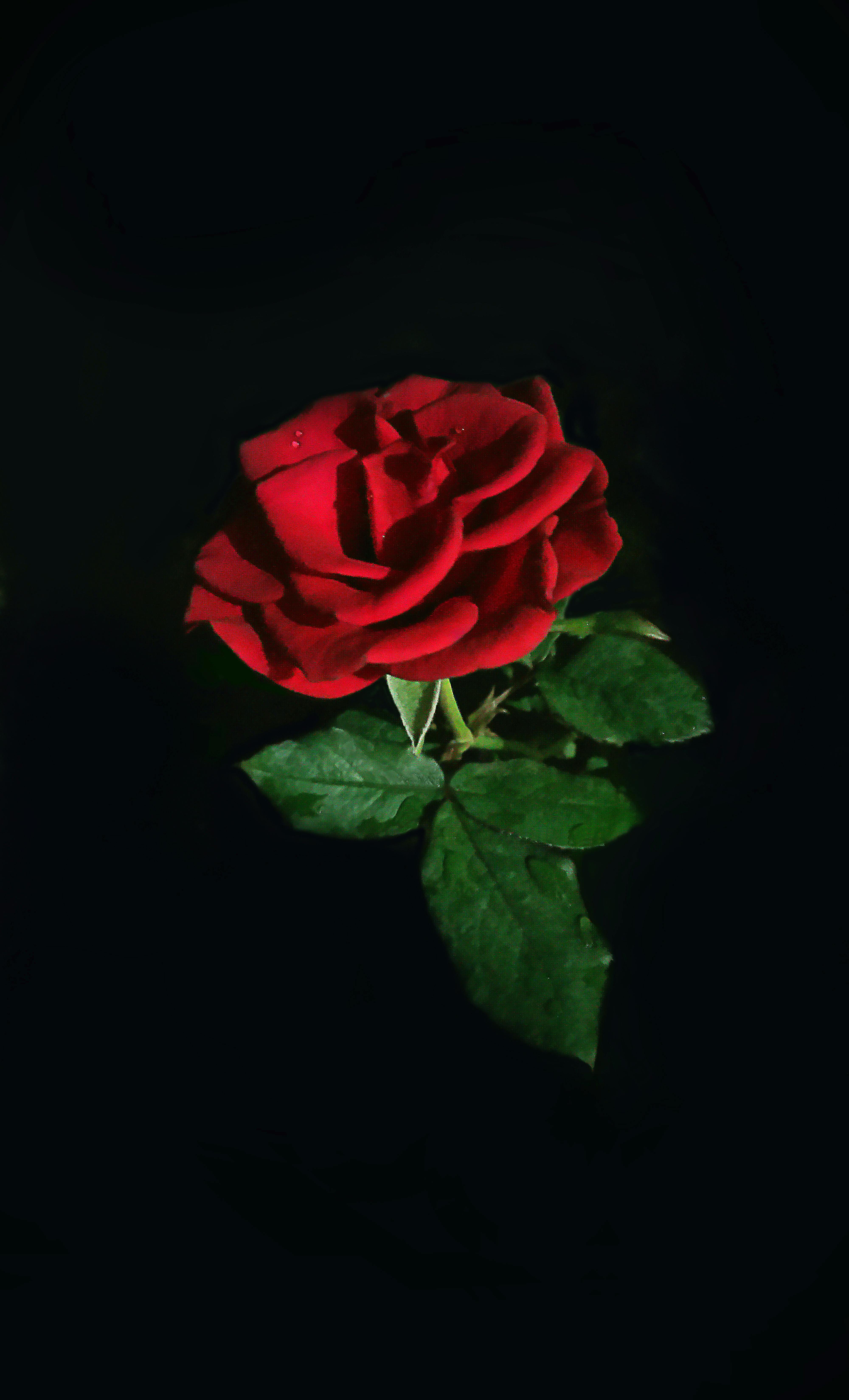 Free stock photo of darkness, Red Rose, rose leaf