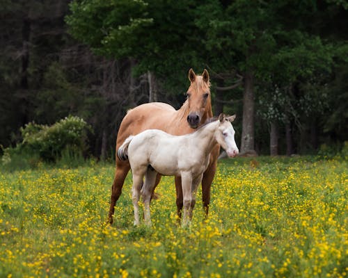 Horse and Foal Standing on Dandelion Field