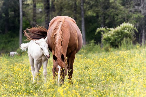 天性, 春天的婴儿, 馬 的 免费素材图片
