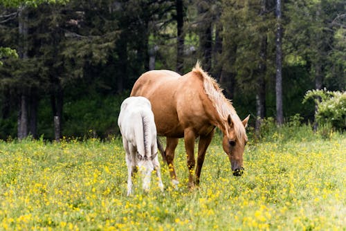 Foto profissional grátis de cavalo, flores, fotografia animal
