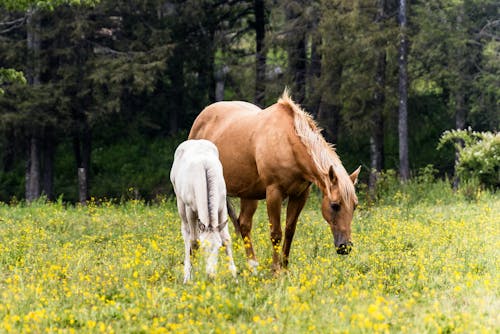 Horse and Colt on Meadow