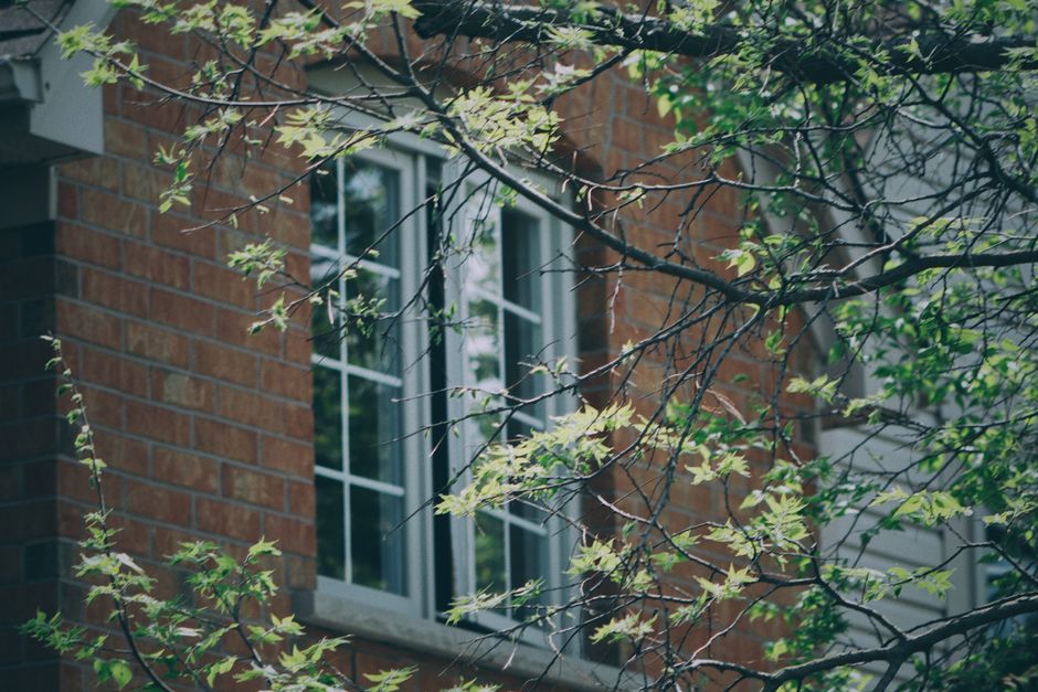 Spring tree leaves growing against a house window — understanding red maple sap bleed timing in Surrey BC