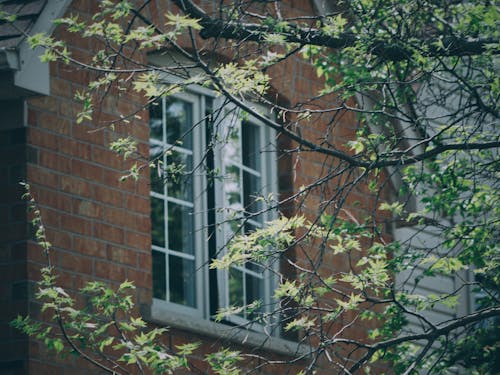 Free Spring Tree Leaves against House Window Stock Photo